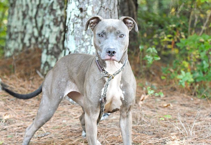 Enlarge Miss Meadow, a Adoptable mixed breed in Monroe, GA image 5/6