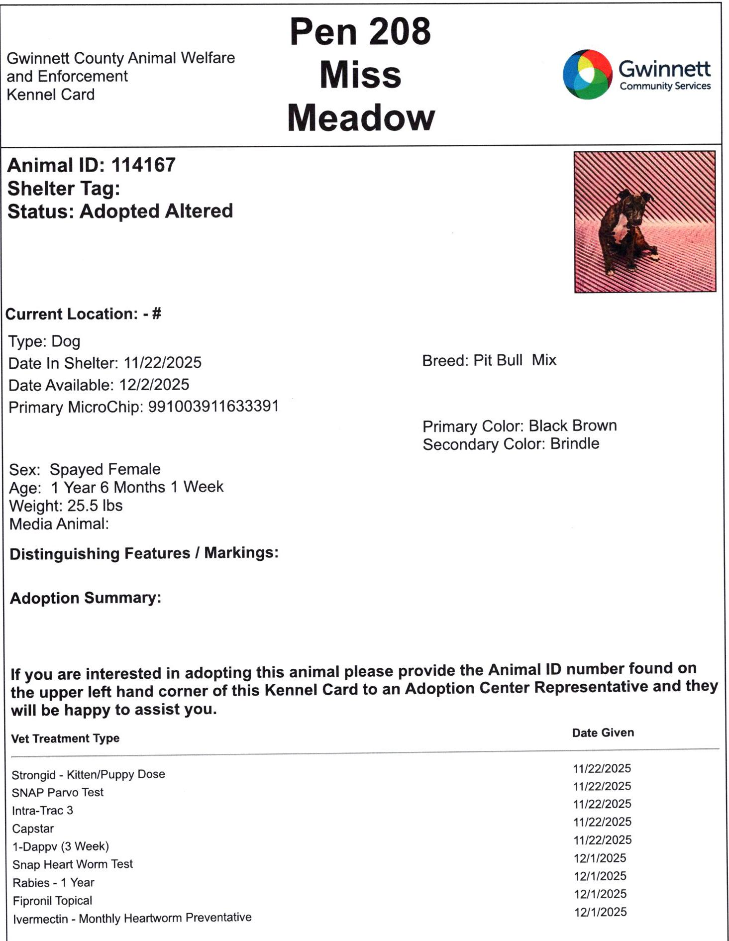 Enlarge Miss Meadow, a Adoptable mixed breed in Monroe, GA image 3/6