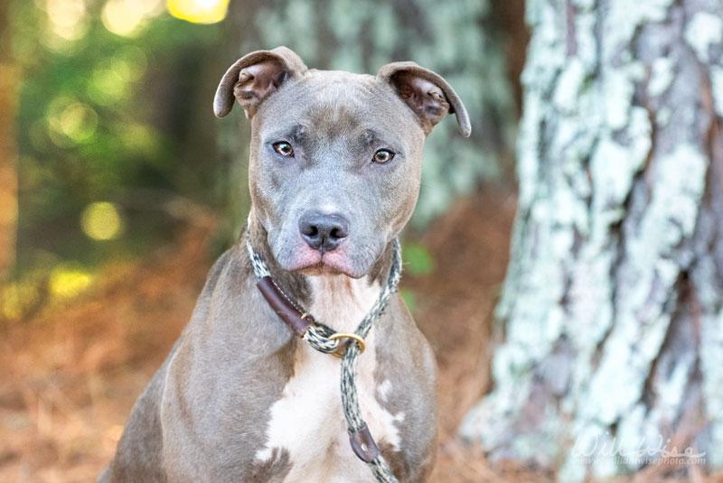 Miss Meadow, Adoptable, Adult Female Pit Bull Terrier.