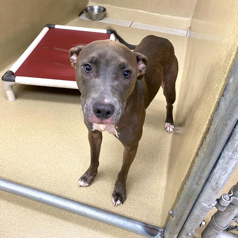 Enlarge Miss Meadow, a Adoptable mixed breed in Monroe, GA image 2/6