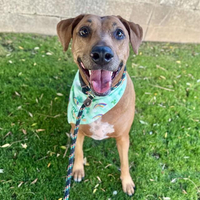 Enlarge DAISY, a Adoptable mixed breed in Mesa, AZ image 1/1