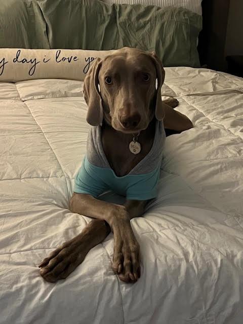 Milo, a Adopted Weimaraner in Marietta, GA image 1/4