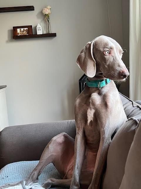 Milo, a Adopted Weimaraner in Marietta, GA image 2/4