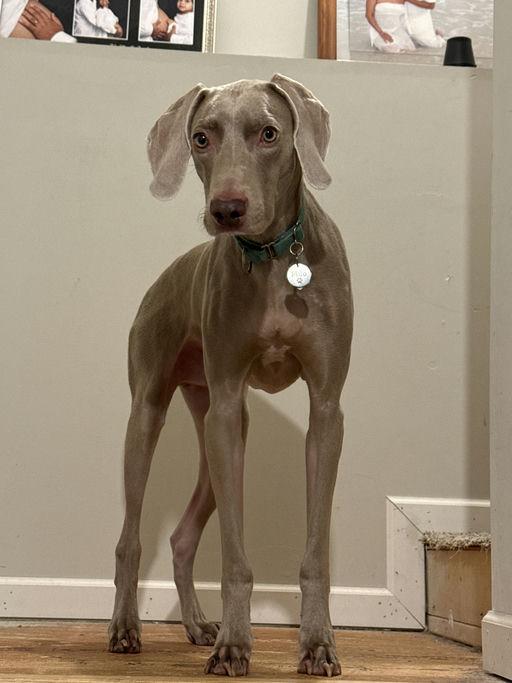 Milo, a Adopted Weimaraner in Marietta, GA image 3/4