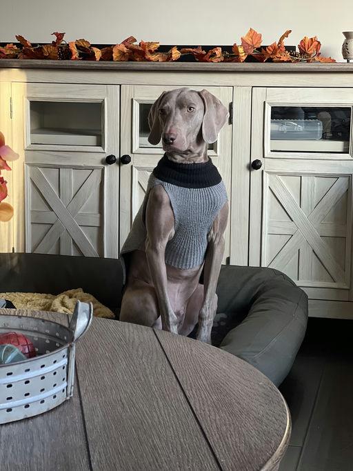 Milo, a Adopted Weimaraner in Marietta, GA image 4/4