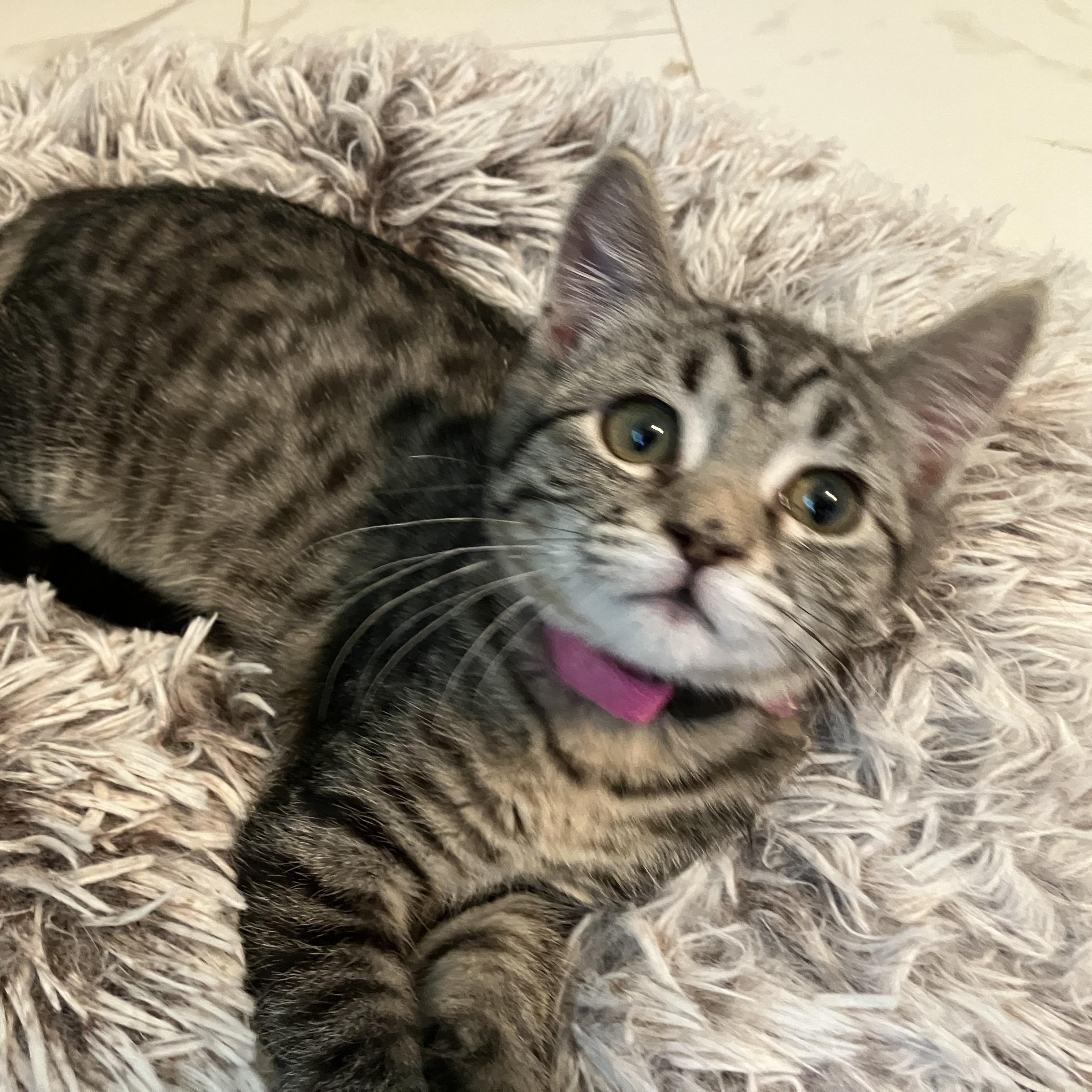 Scruffles, an adopted Domestic Short Hair in Unionville, MO image 4/6