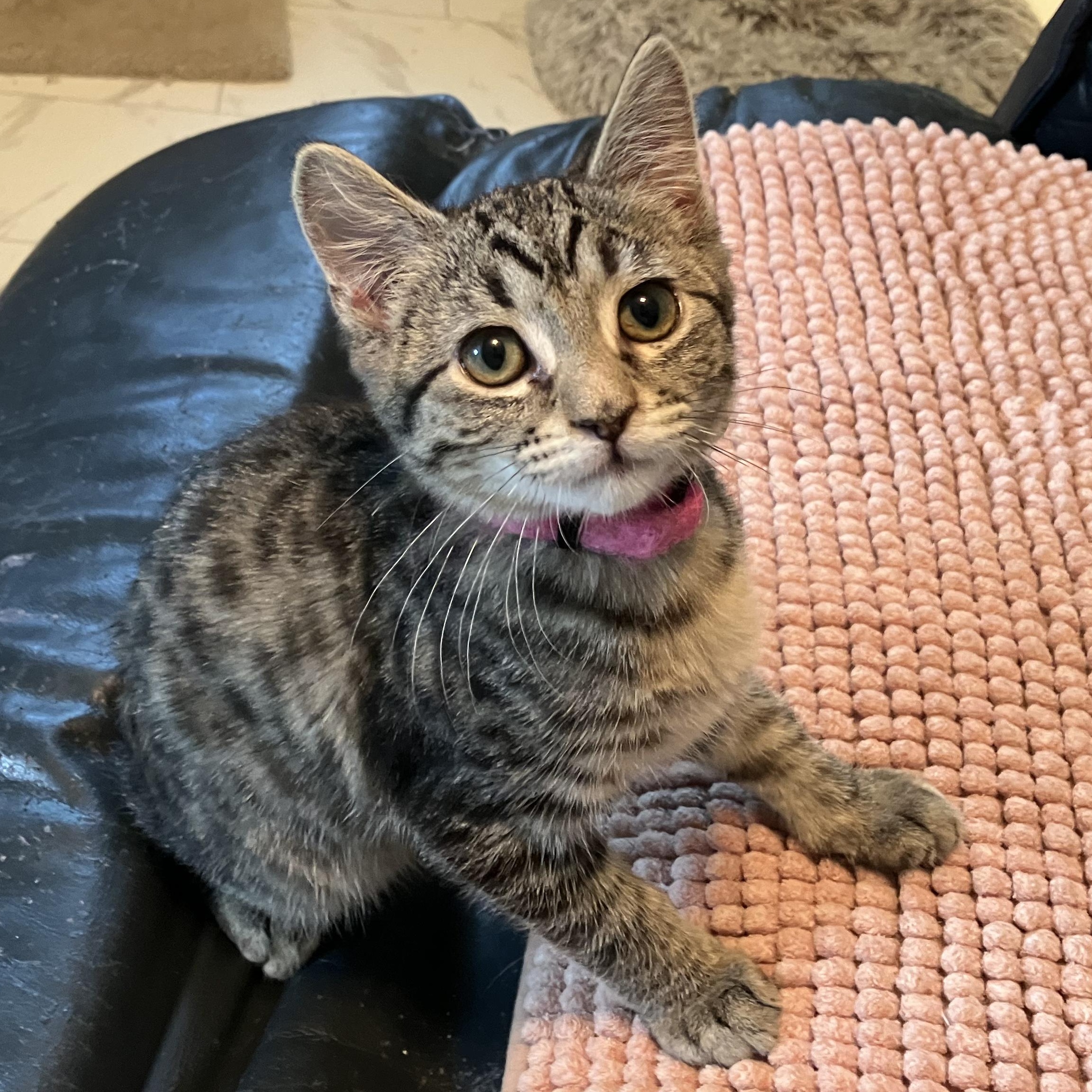 Scruffles, an adopted Domestic Short Hair in Unionville, MO image 5/6