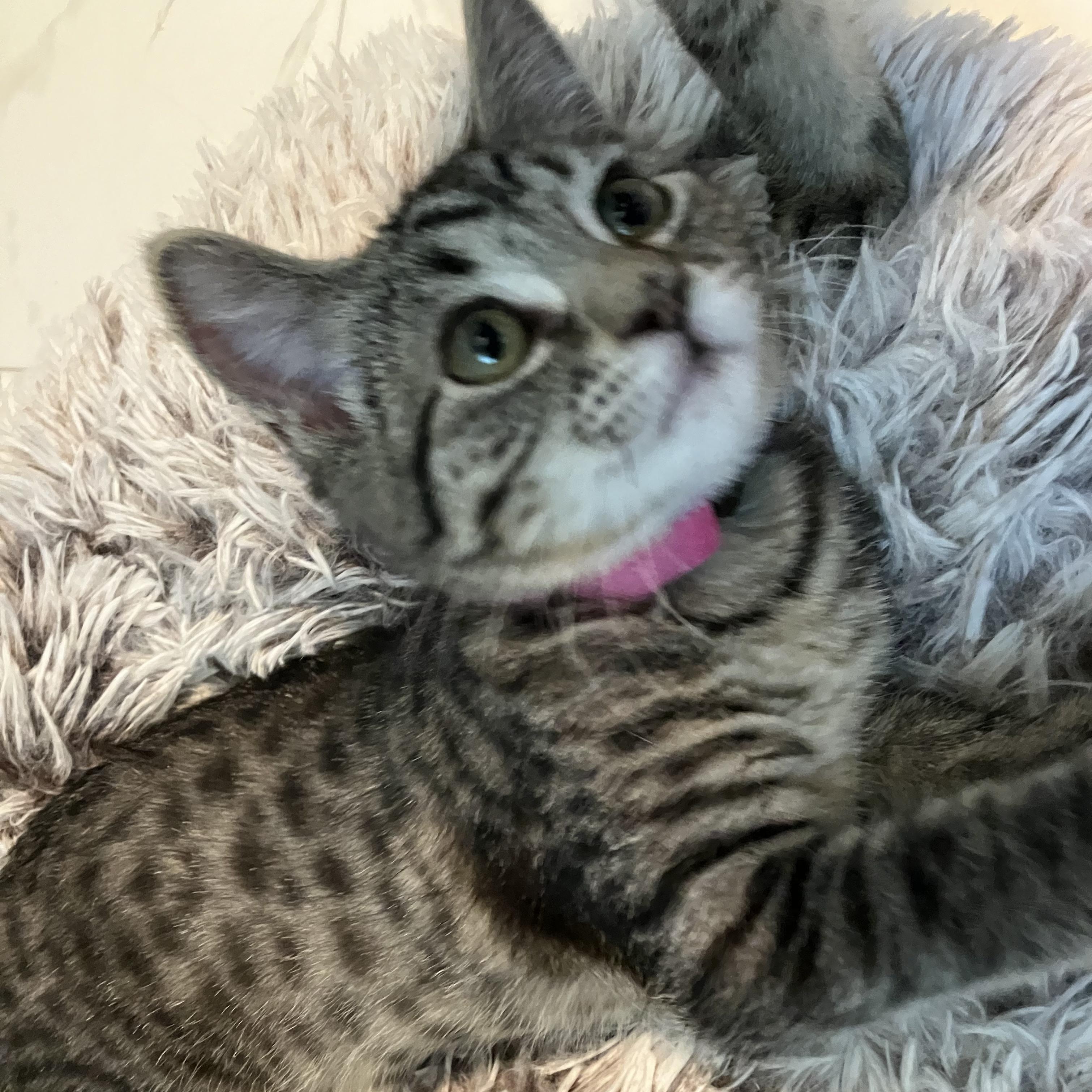 Scruffles, an adopted Domestic Short Hair in Unionville, MO image 6/6