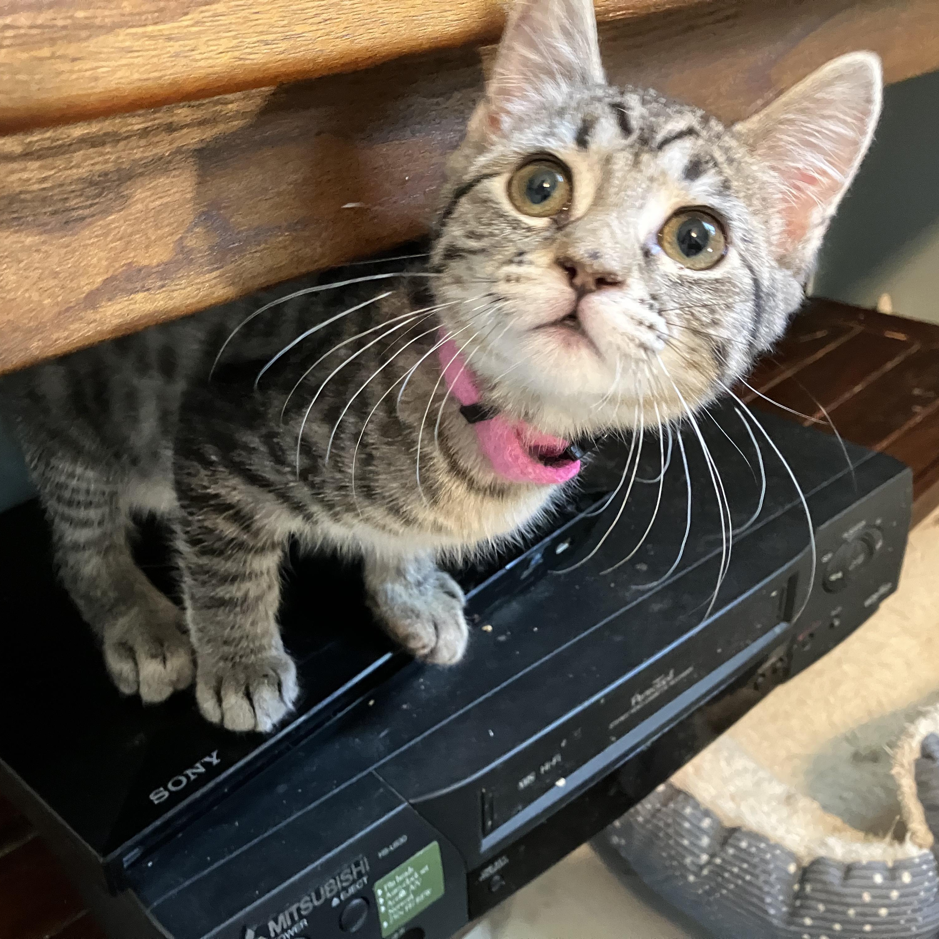 Scruffles, adopted, Kitten Female Domestic Short Hair.