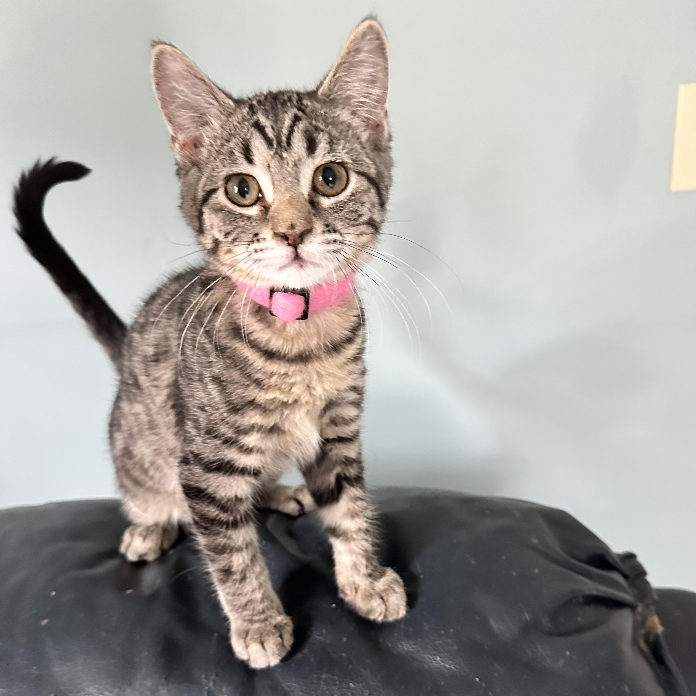 Scruffles, an adopted Domestic Short Hair in Unionville, MO image 2/6