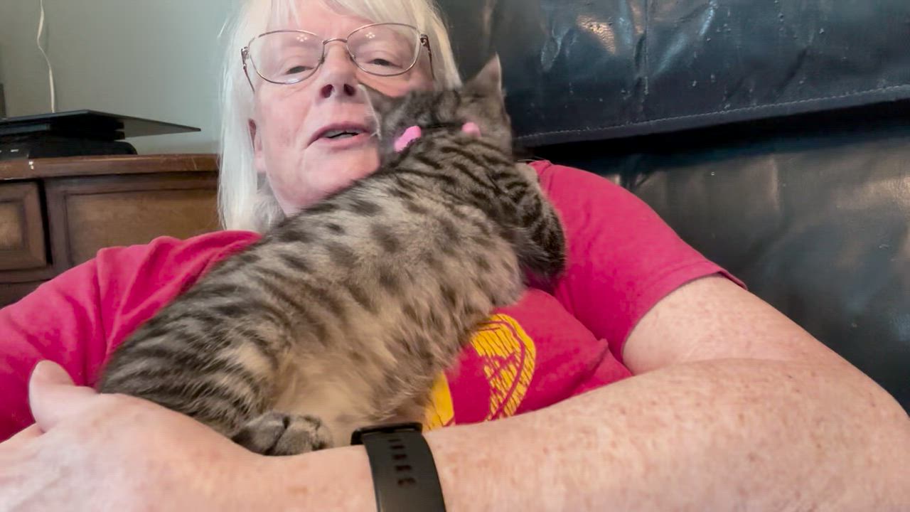 Enlarge Scruffles, an adopted Domestic Short Hair in Unionville, MO video 3/6