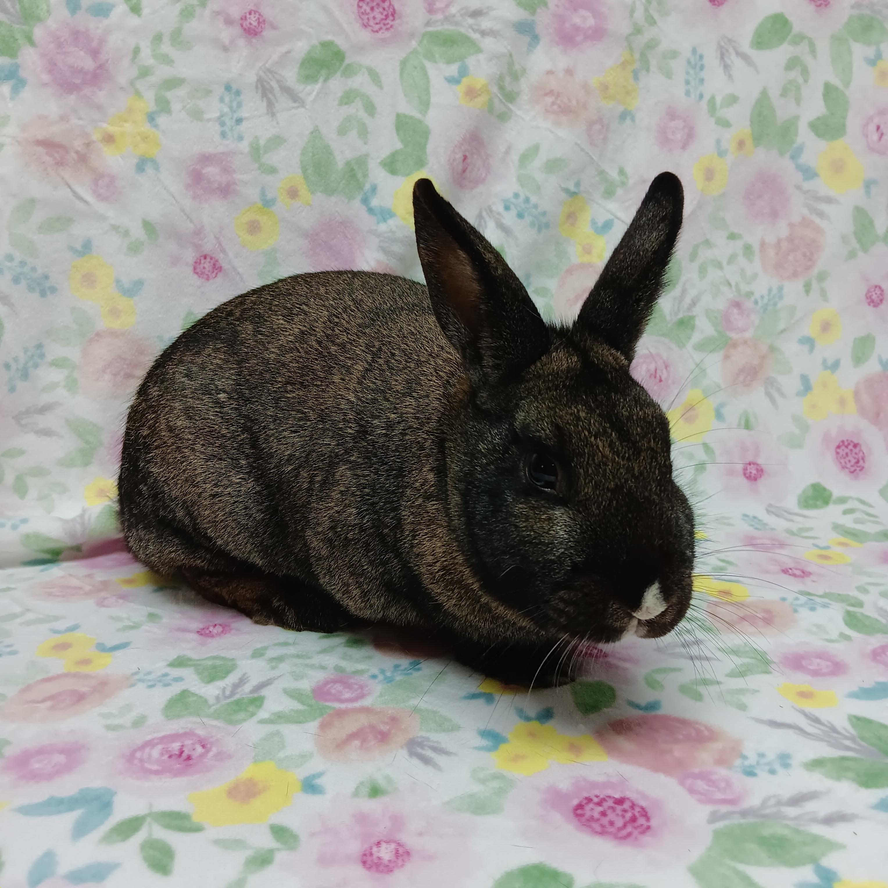 Enlarge Gelene, an adoptable Bunny Rabbit in Harrisburg, PA image 2/3