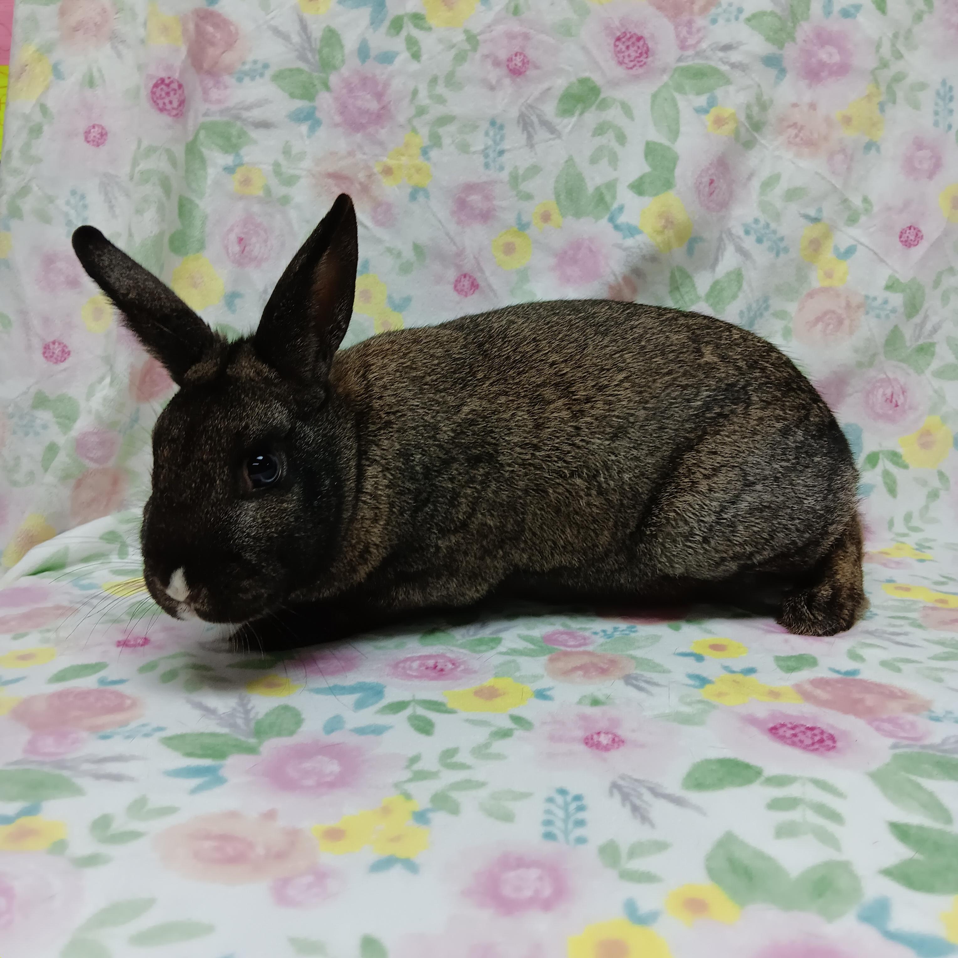 Gelene, adoptable, Adult Female Bunny Rabbit.
