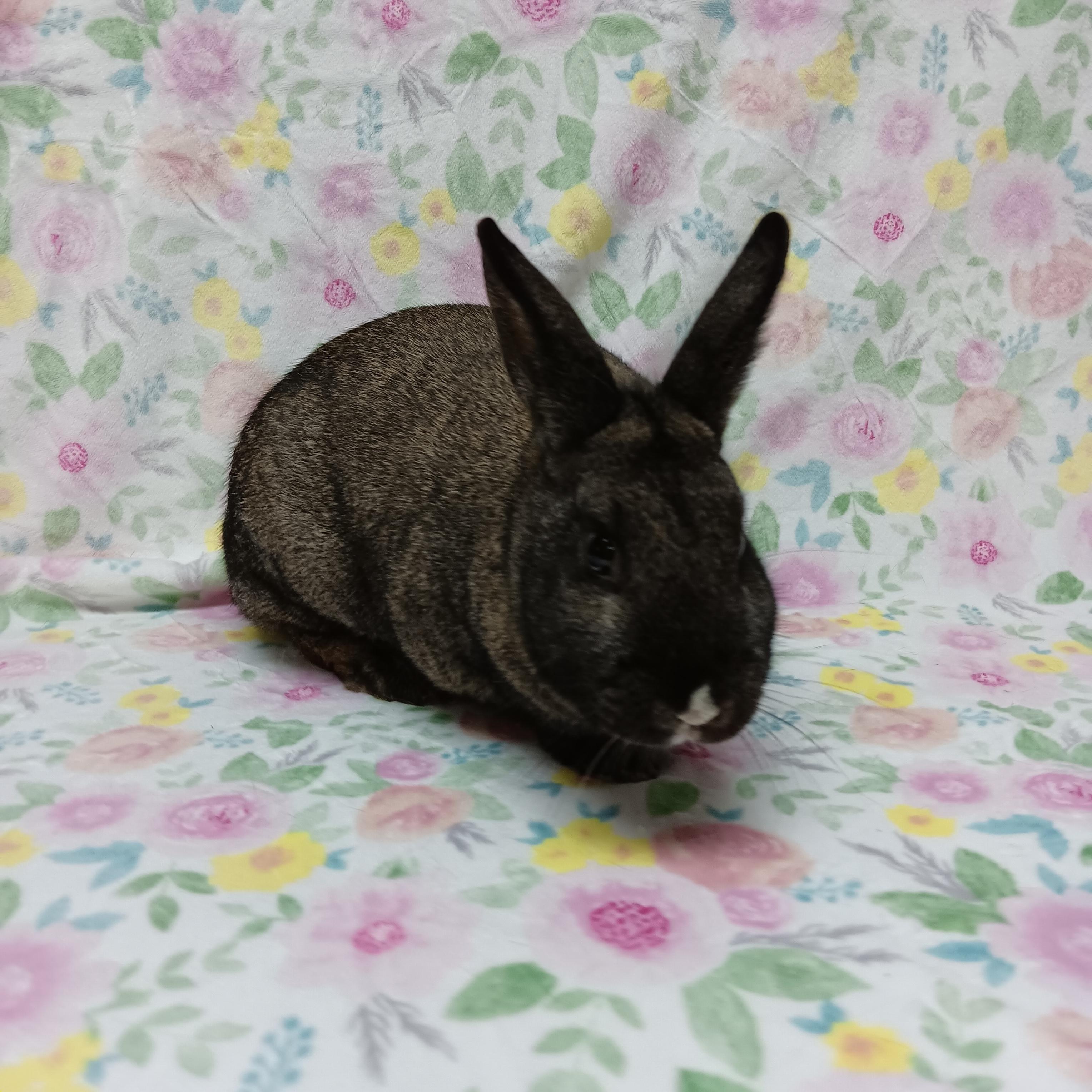Enlarge Gelene, an adoptable Bunny Rabbit in Harrisburg, PA image 3/3