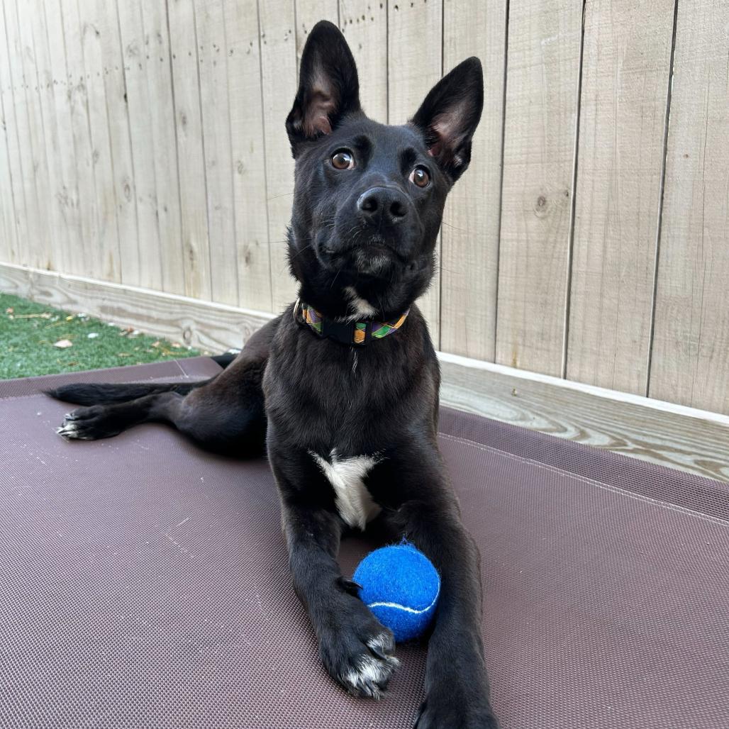 Elliott — thumbnail 2