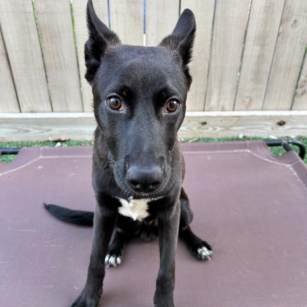 Elliott — thumbnail 4