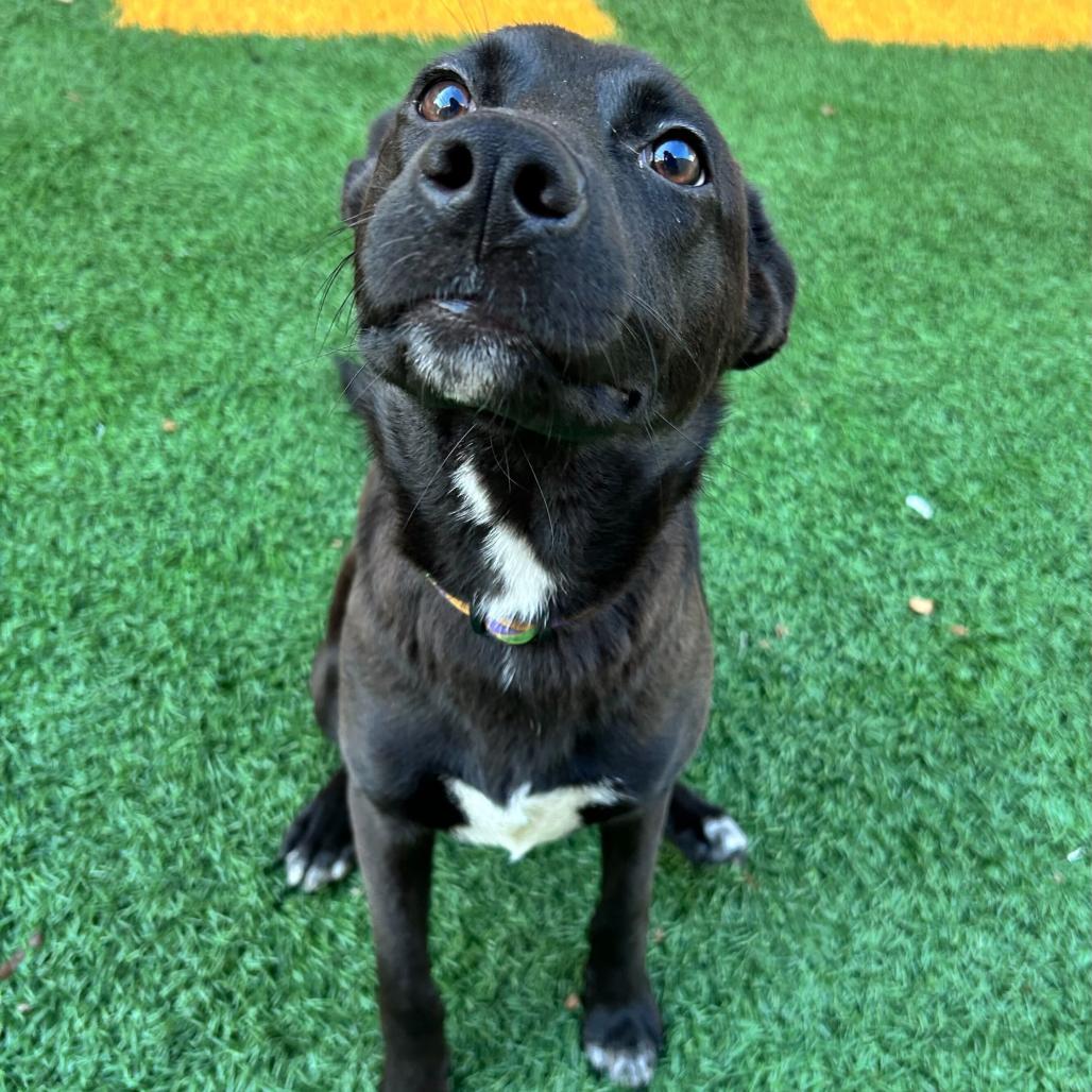 Elliott — thumbnail 5