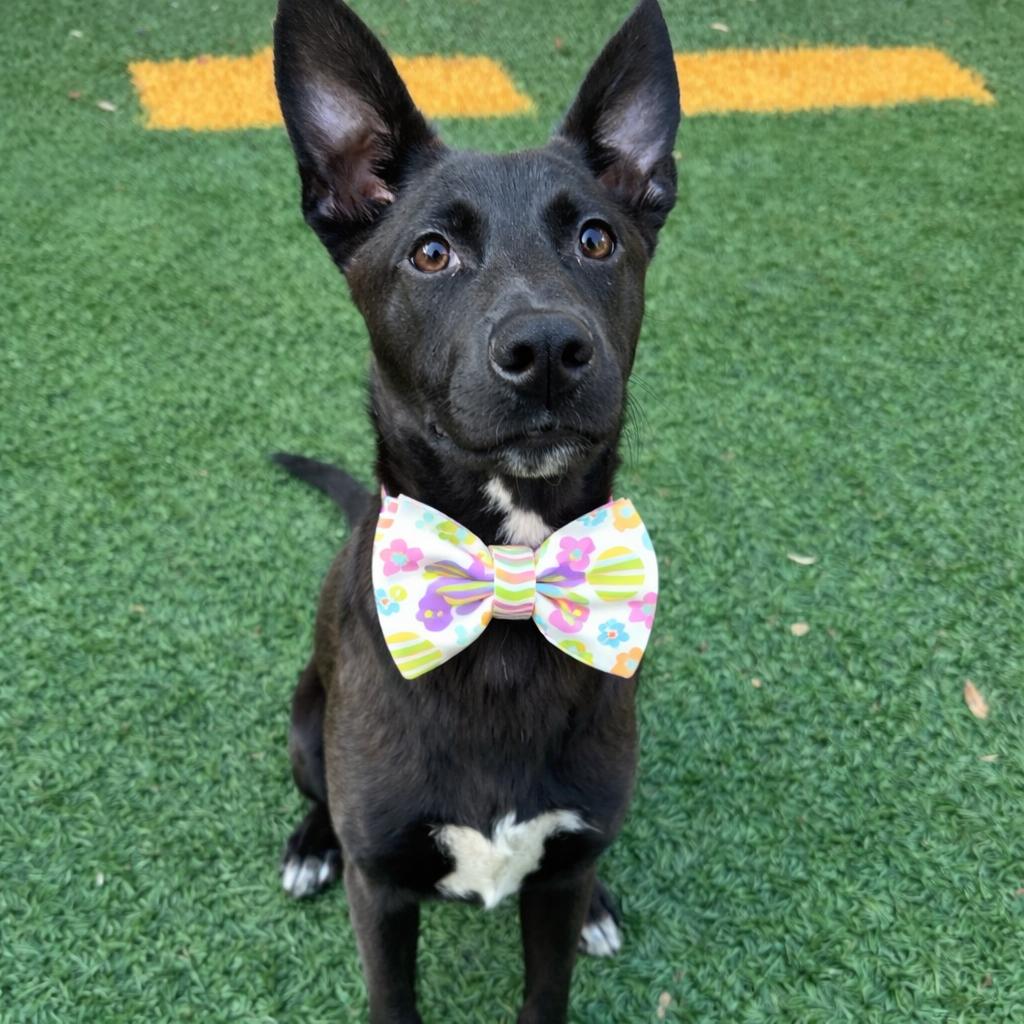 Elliott — thumbnail 6