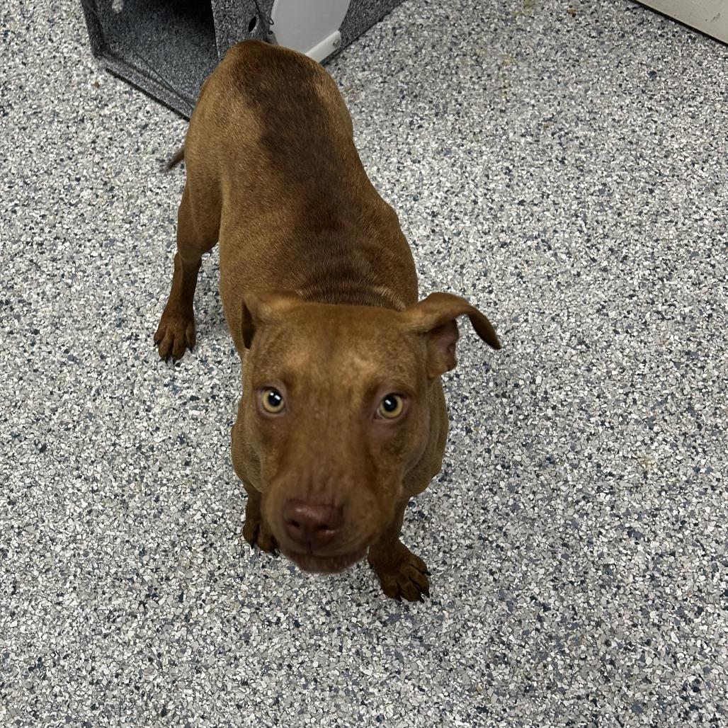 Enlarge Mr. Potato Head, a Adoptable Pit Bull Terrier in Birmingham, AL image 1/2