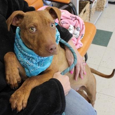 Enlarge Mr. Potato Head, a Adoptable Pit Bull Terrier in Birmingham, AL image 2/2