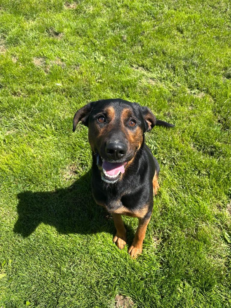 Jasper, Adoptable, Young Male German Shepherd Dog & Labrador Retriever.