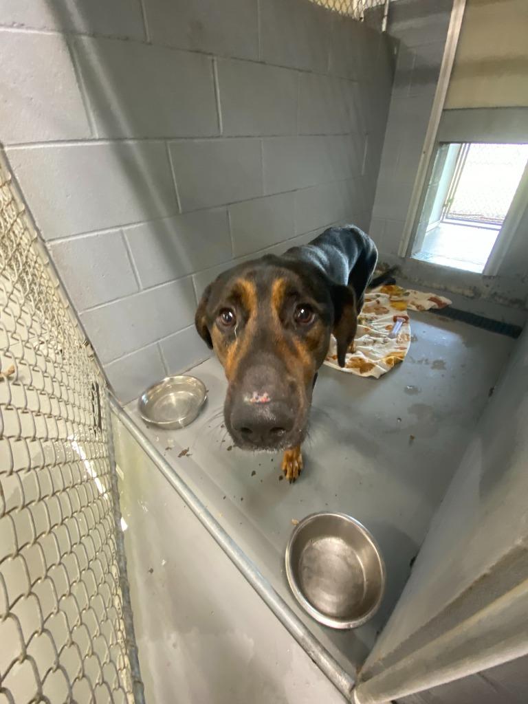 Jasper, a Adoptable mixed breed in Findlay, OH image 2/2