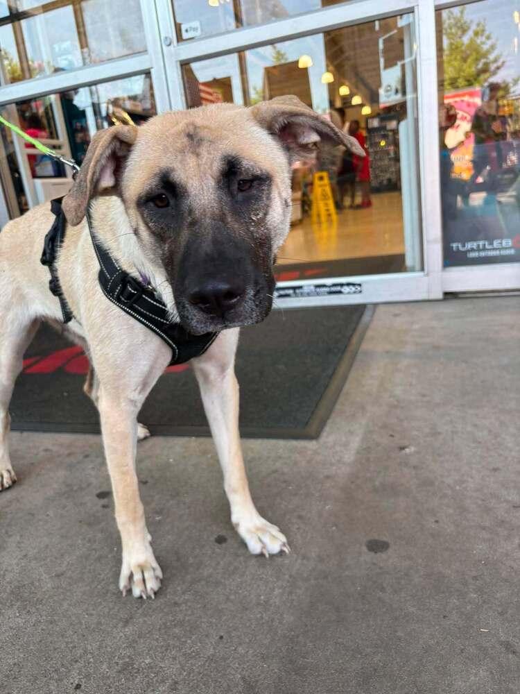 Hope, a Adoptable mixed breed in Sumter, SC image 1/6
