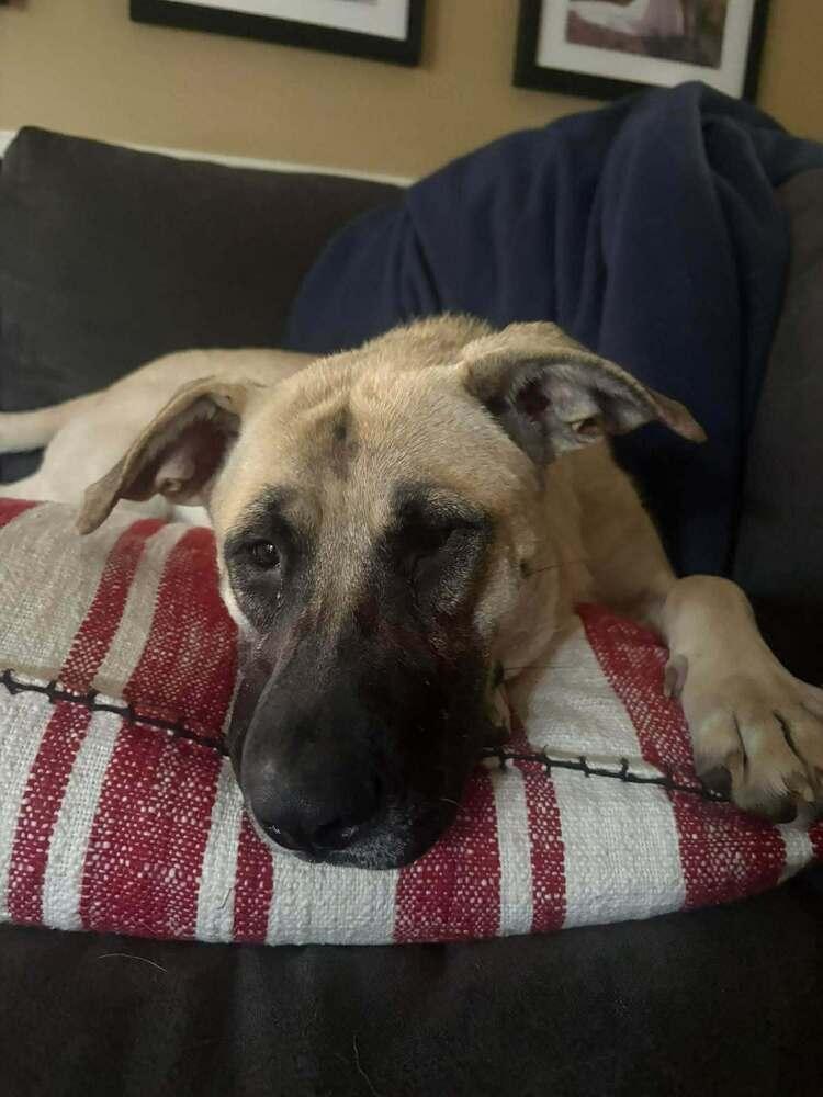 Hope, Adoptable, Young Female Shepherd.