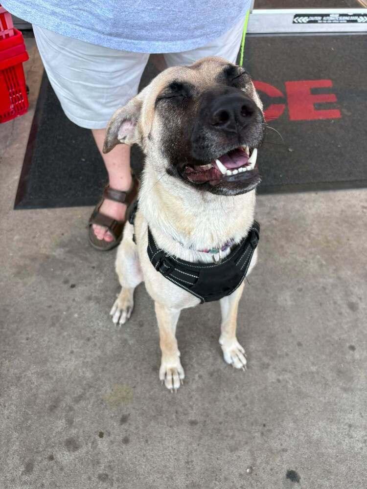 Hope, a Adoptable mixed breed in Sumter, SC image 5/6