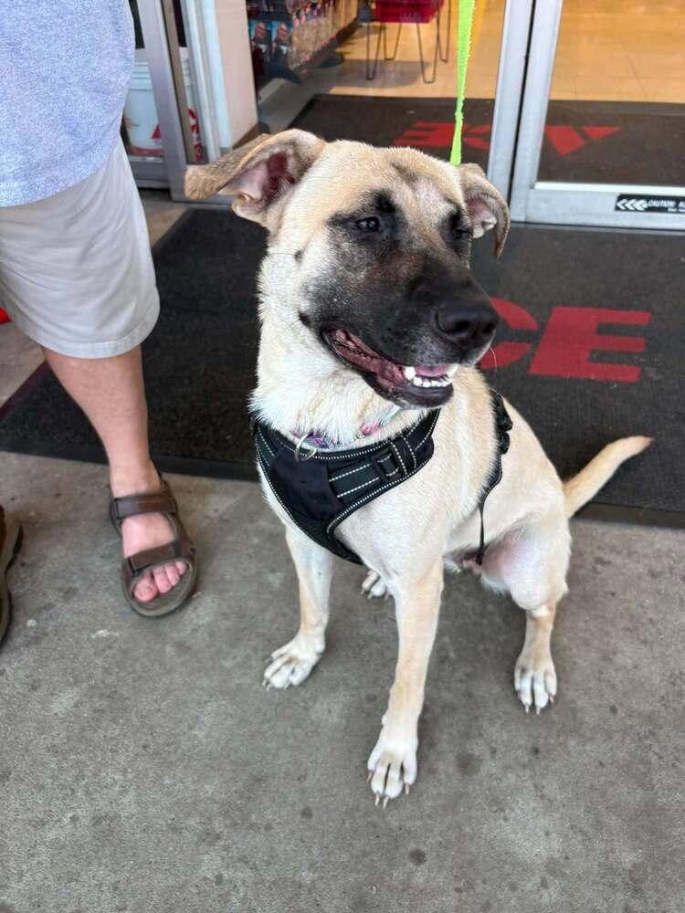 Hope, a Adoptable mixed breed in Sumter, SC image 6/6