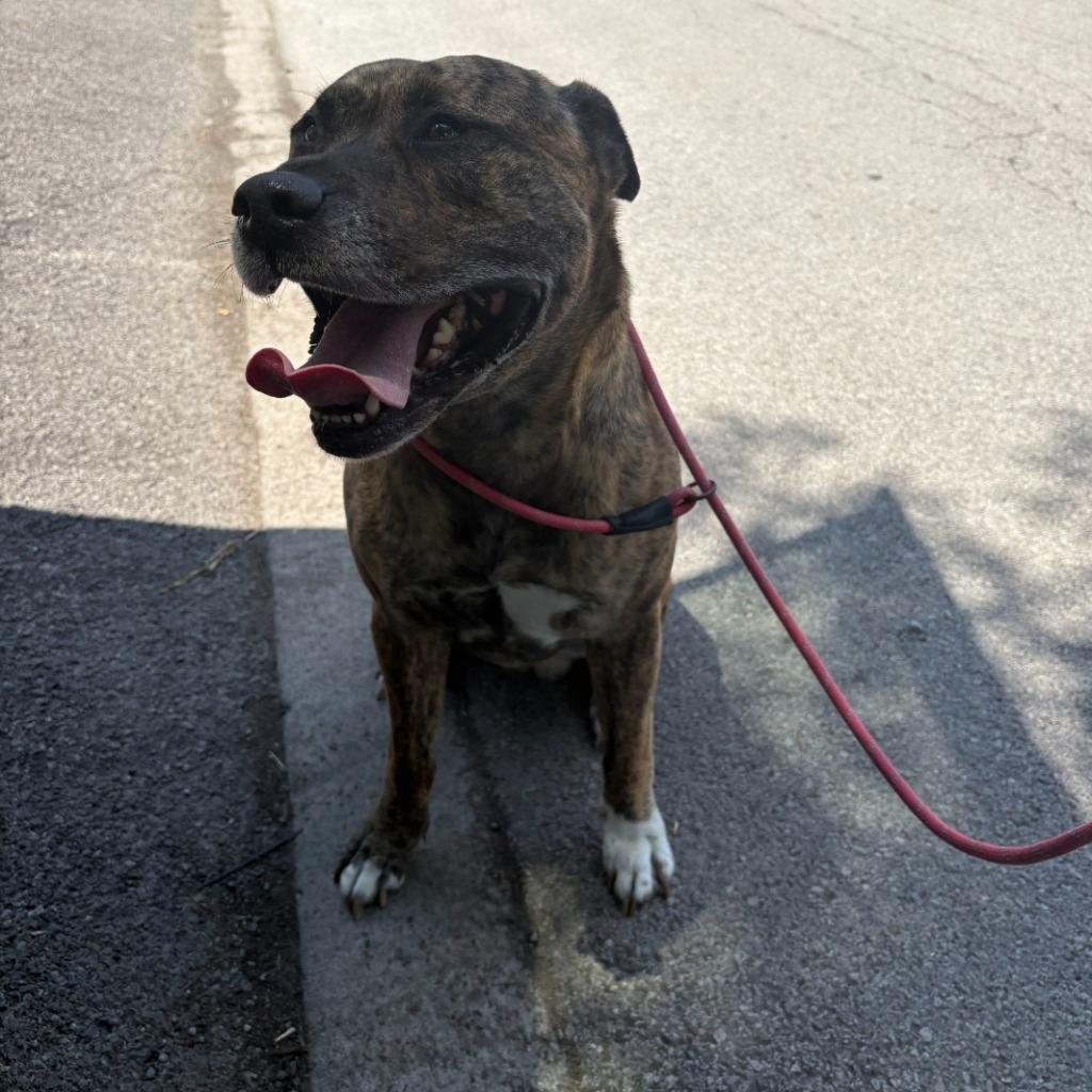 Enlarge Laser, a Adopted mixed breed in Findlay, OH image 2/5