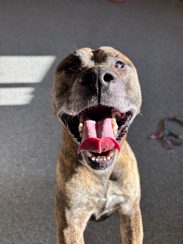 Enlarge Laser, a Adopted mixed breed in Findlay, OH image 3/5