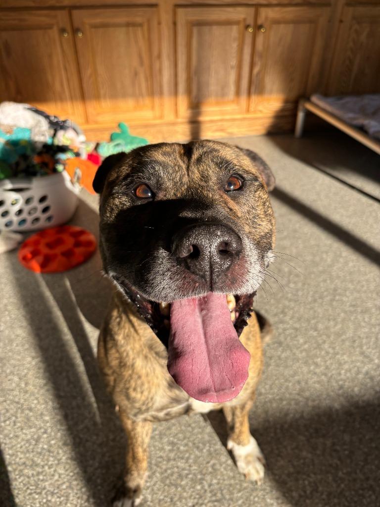 Enlarge Laser, a Adopted mixed breed in Findlay, OH image 4/5