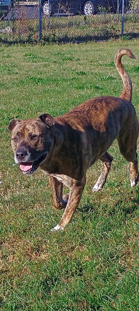 Enlarge Laser, a Adopted mixed breed in Findlay, OH image 5/5