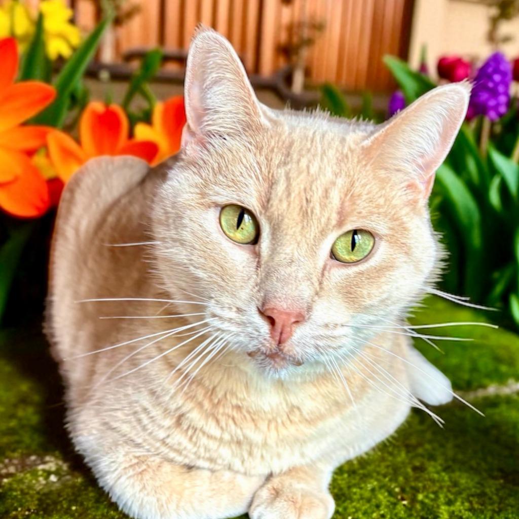 Enlarge Boss Man , a ADOPTABLE Domestic Short Hair in Perry, IA image 1/1