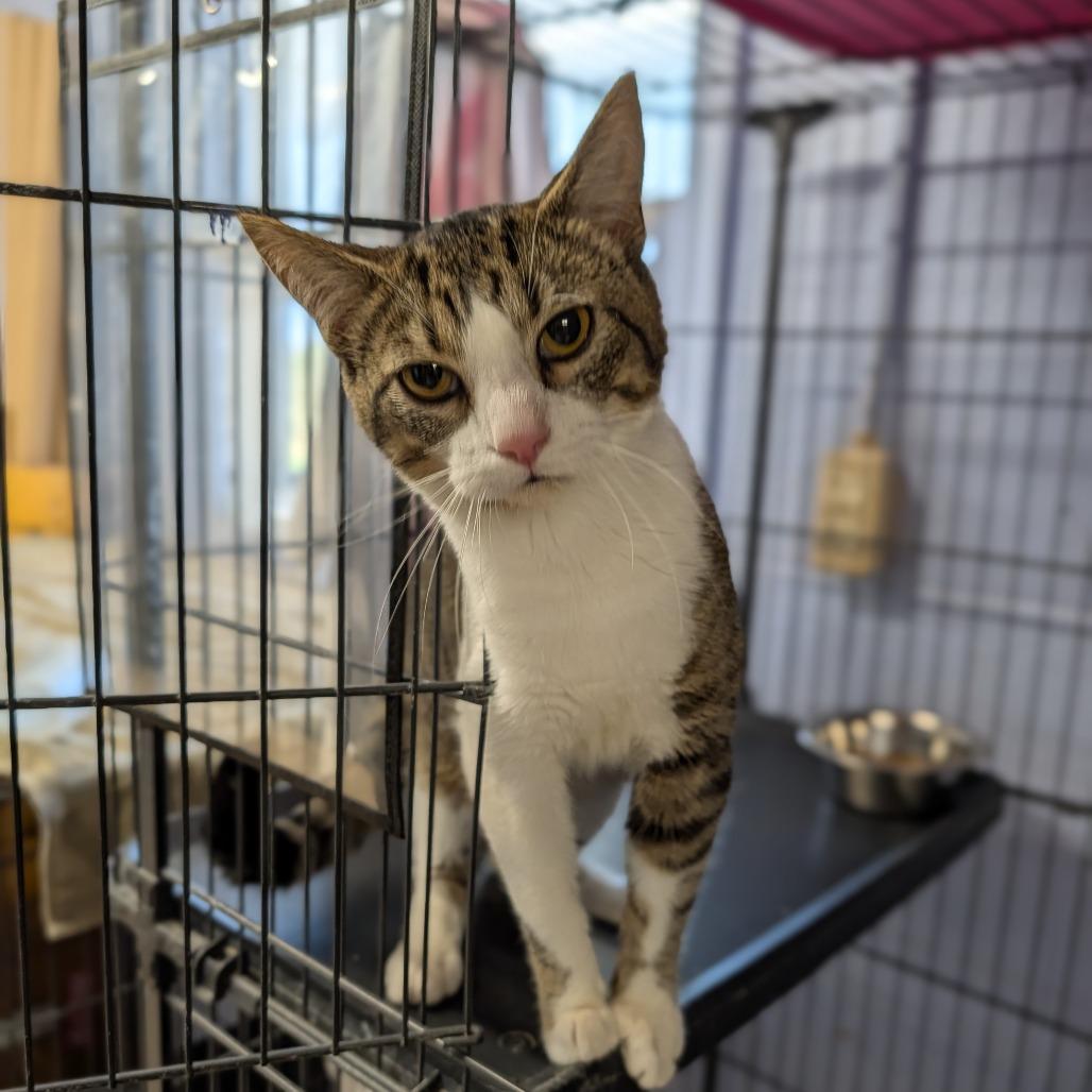Enlarge Tommy, a ADOPTABLE Domestic Short Hair in Cape Girardeau, MO image 3/3