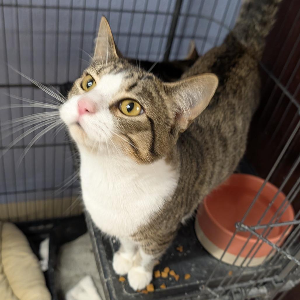 Enlarge Tommy, a ADOPTABLE Domestic Short Hair in Cape Girardeau, MO image 2/3