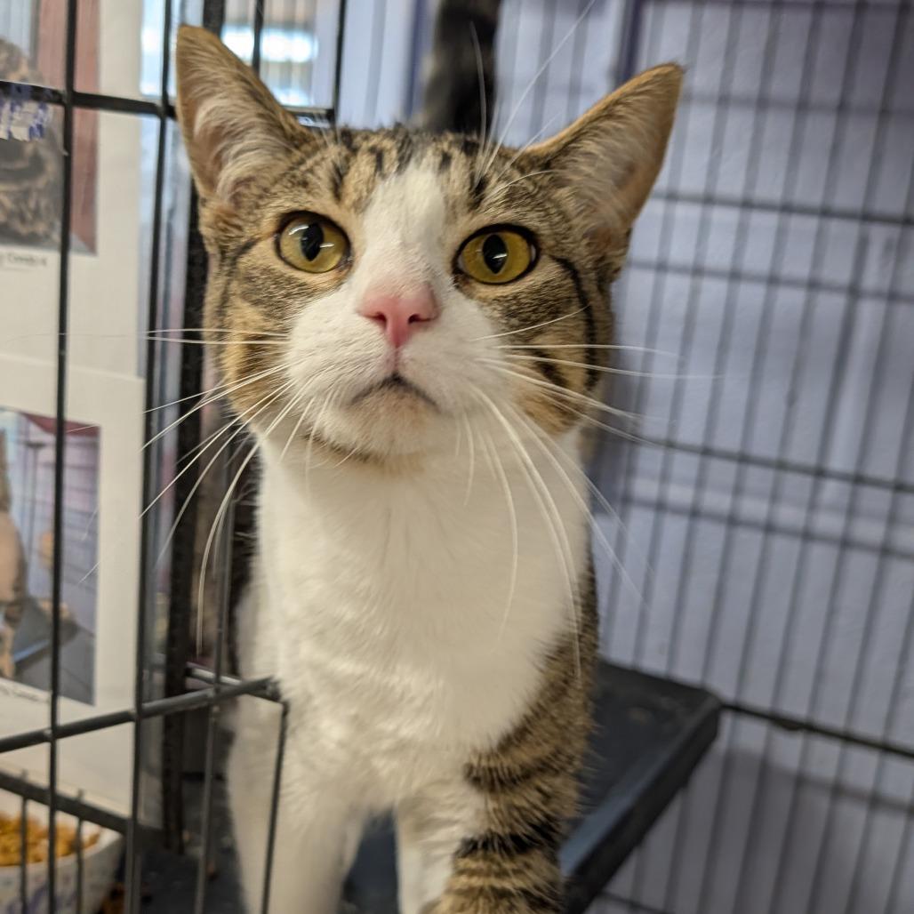 Tommy, ADOPTABLE, Young Male Domestic Short Hair.