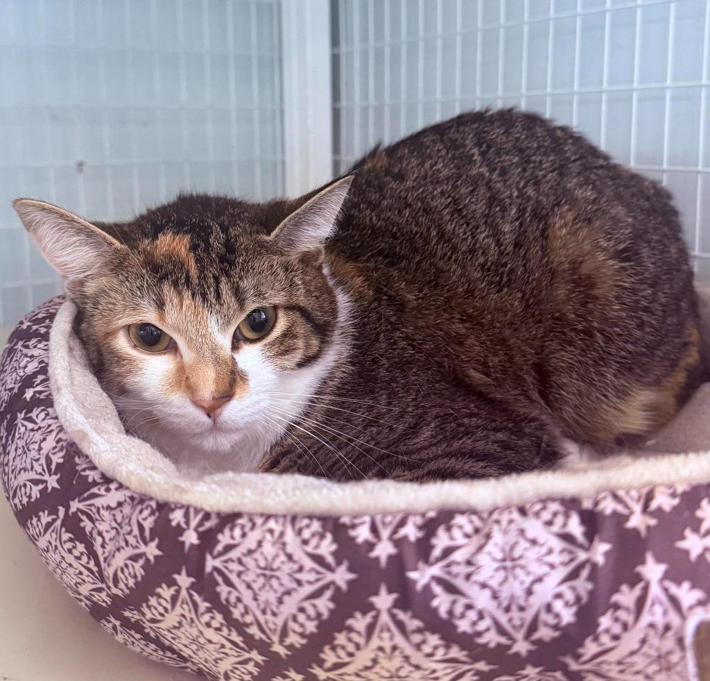 Sugar, Adoptable, Young Female Domestic Short Hair.