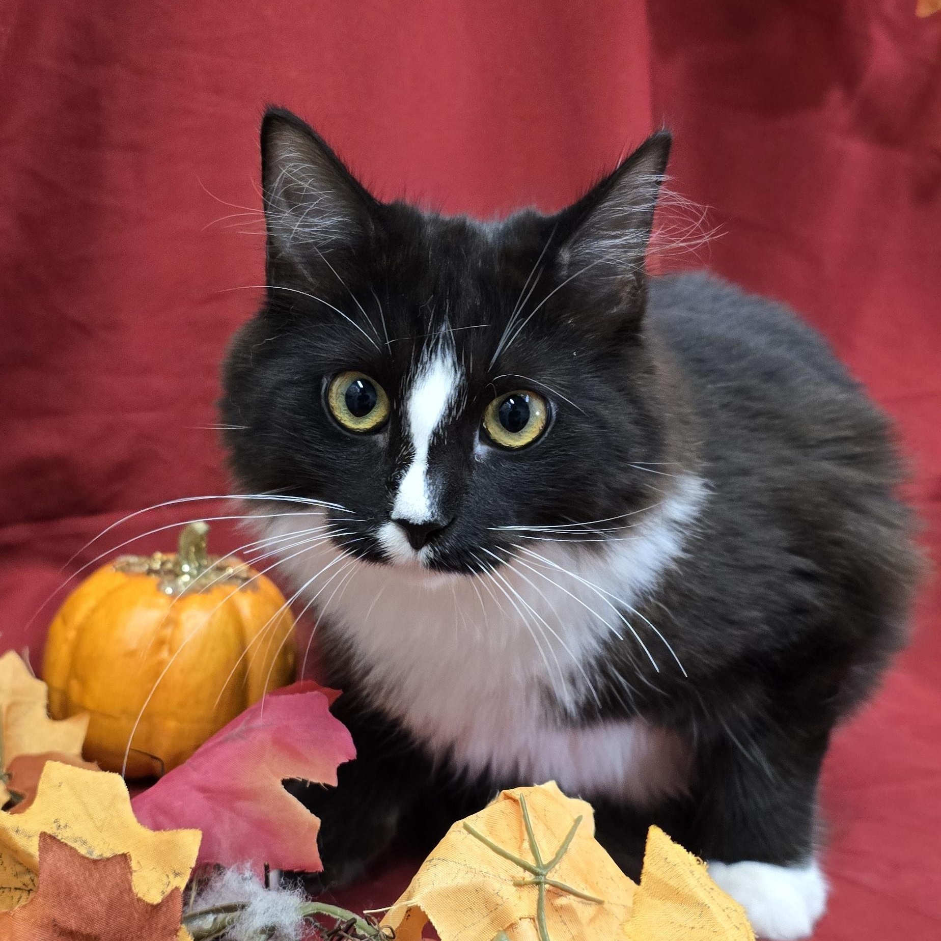 Sriracha, Adoptable, Young Female Domestic Long Hair.