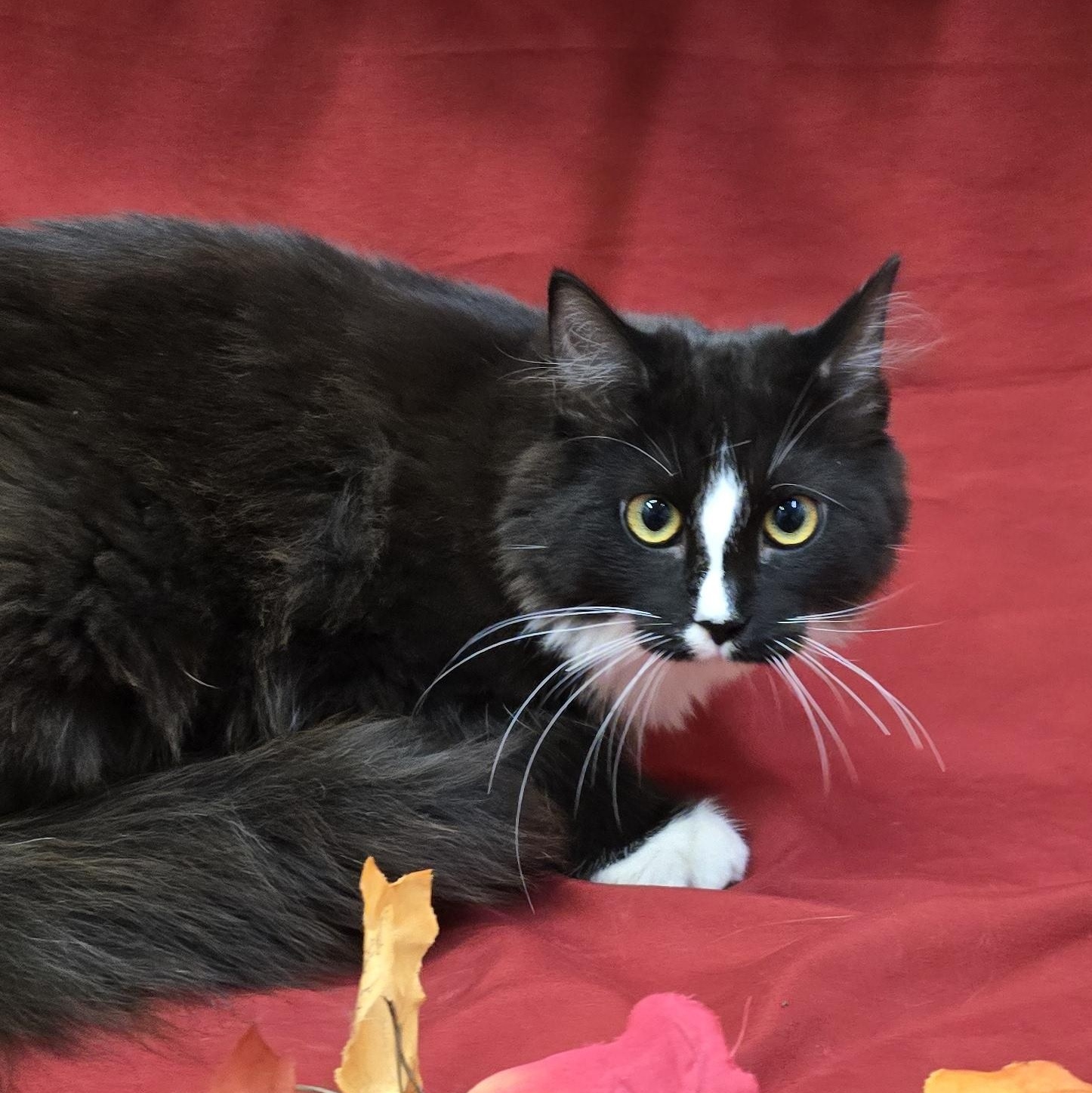 Enlarge Sriracha, a Adoptable mixed breed in Payson, AZ image 2/2