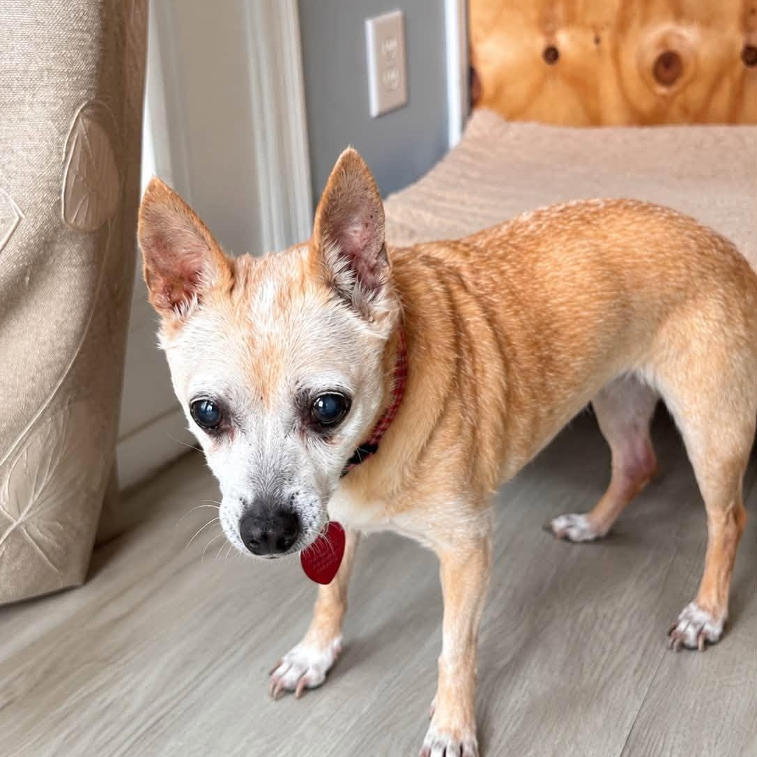 Bailey, Adoptable, Senior Female Chihuahua.