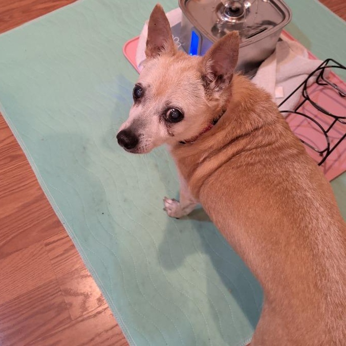 Enlarge Bailey, a Adoptable Chihuahua in Severn, MD image 3/3