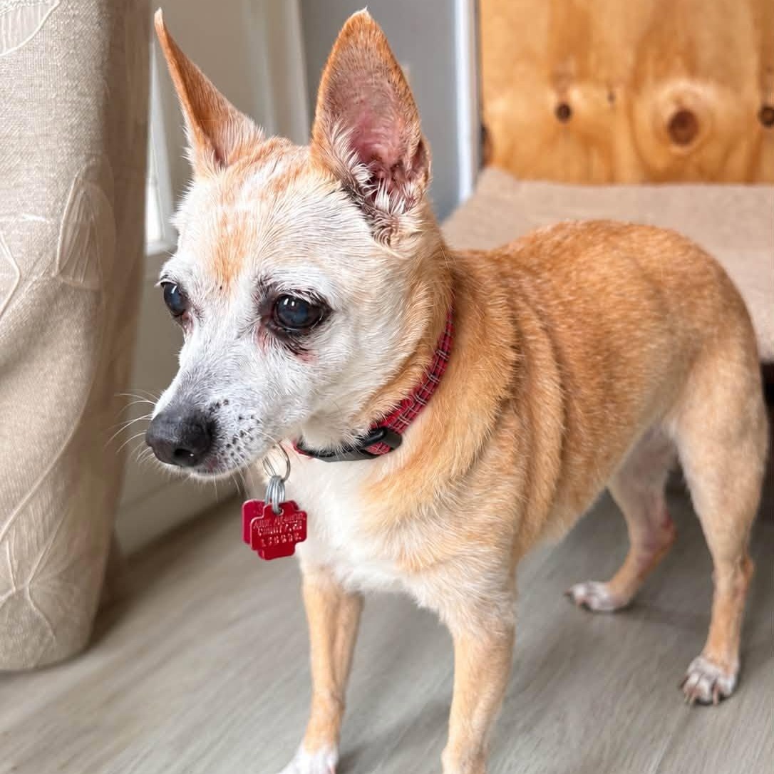 Enlarge Bailey, a Adoptable Chihuahua in Severn, MD image 2/3