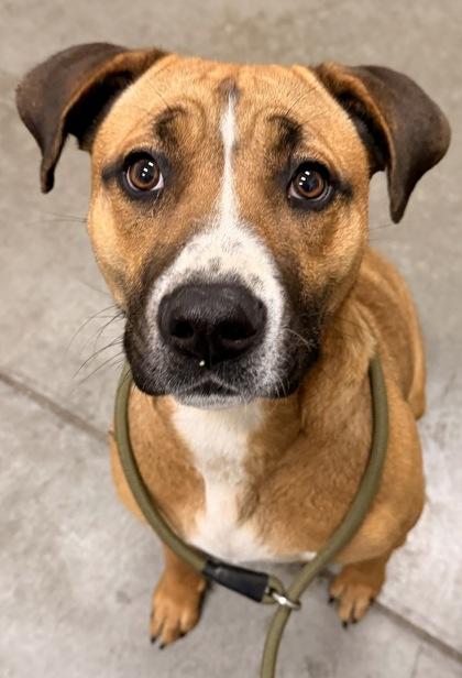 Willow, ADOPTABLE, Young Female Boxer.