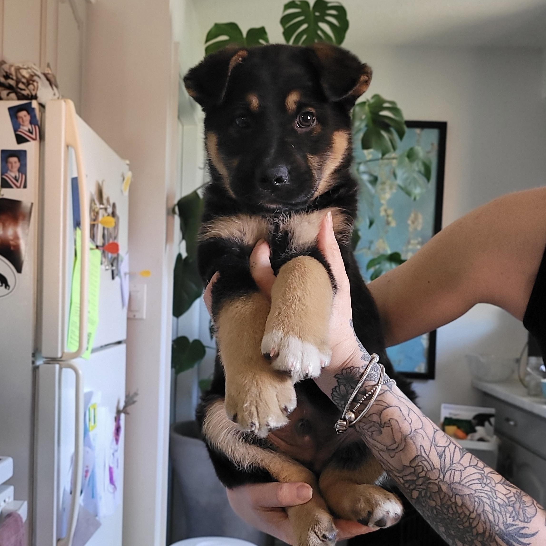 Enlarge Mac, a Adoptable mixed breed in Brantford, ON image 6/6