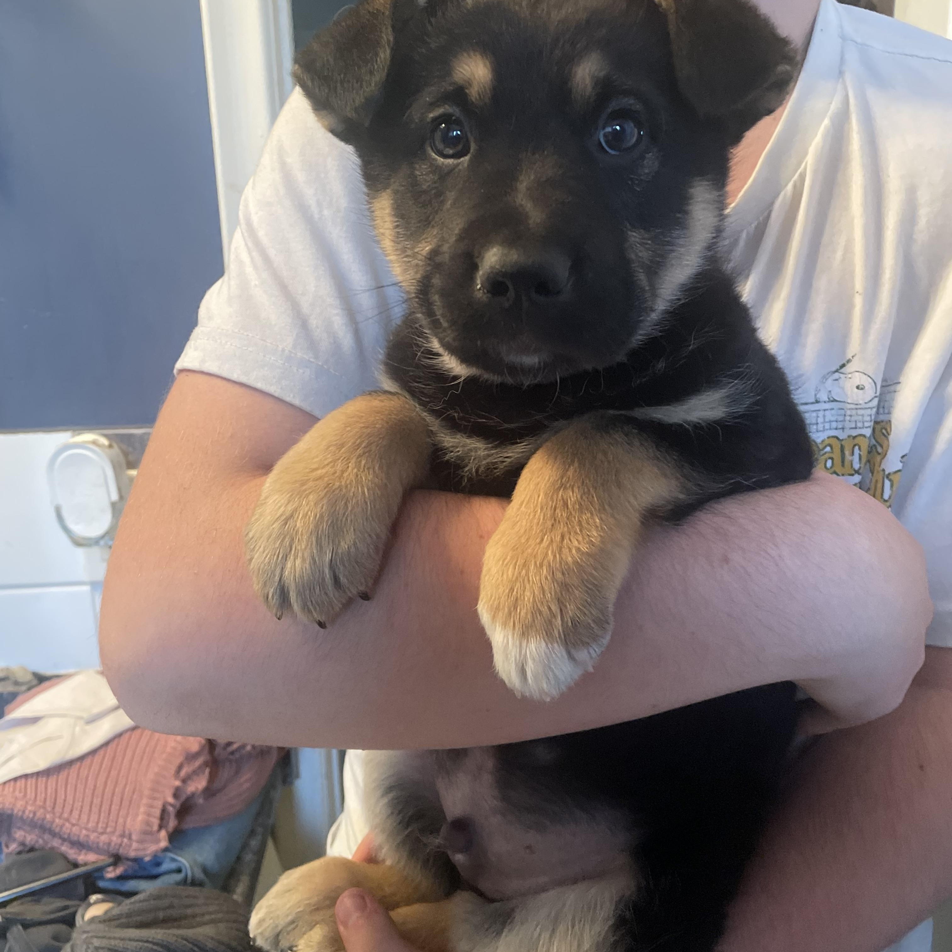 Enlarge Mac, a Adoptable mixed breed in Brantford, ON image 4/6