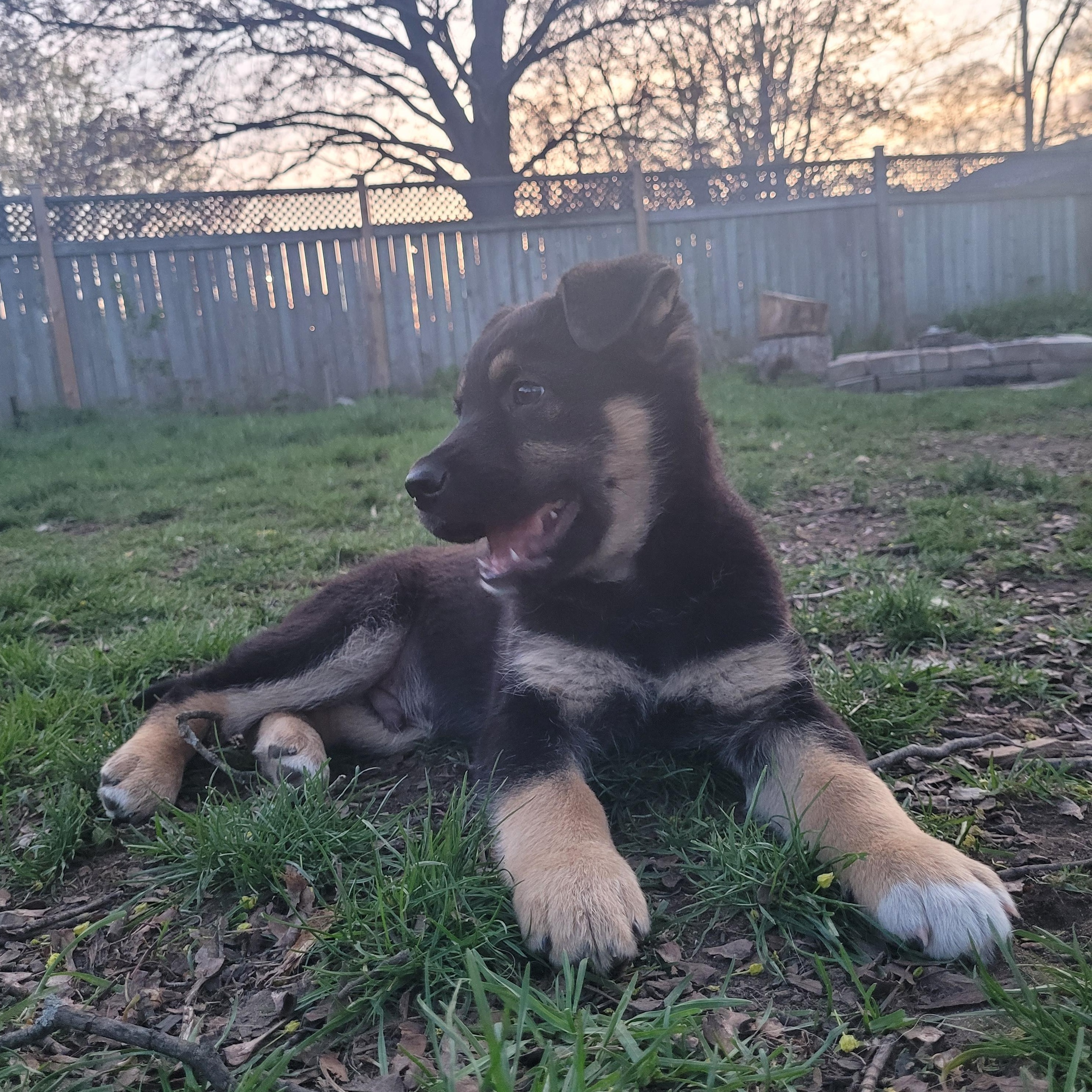 Enlarge Mac, a Adoptable mixed breed in Brantford, ON image 3/6