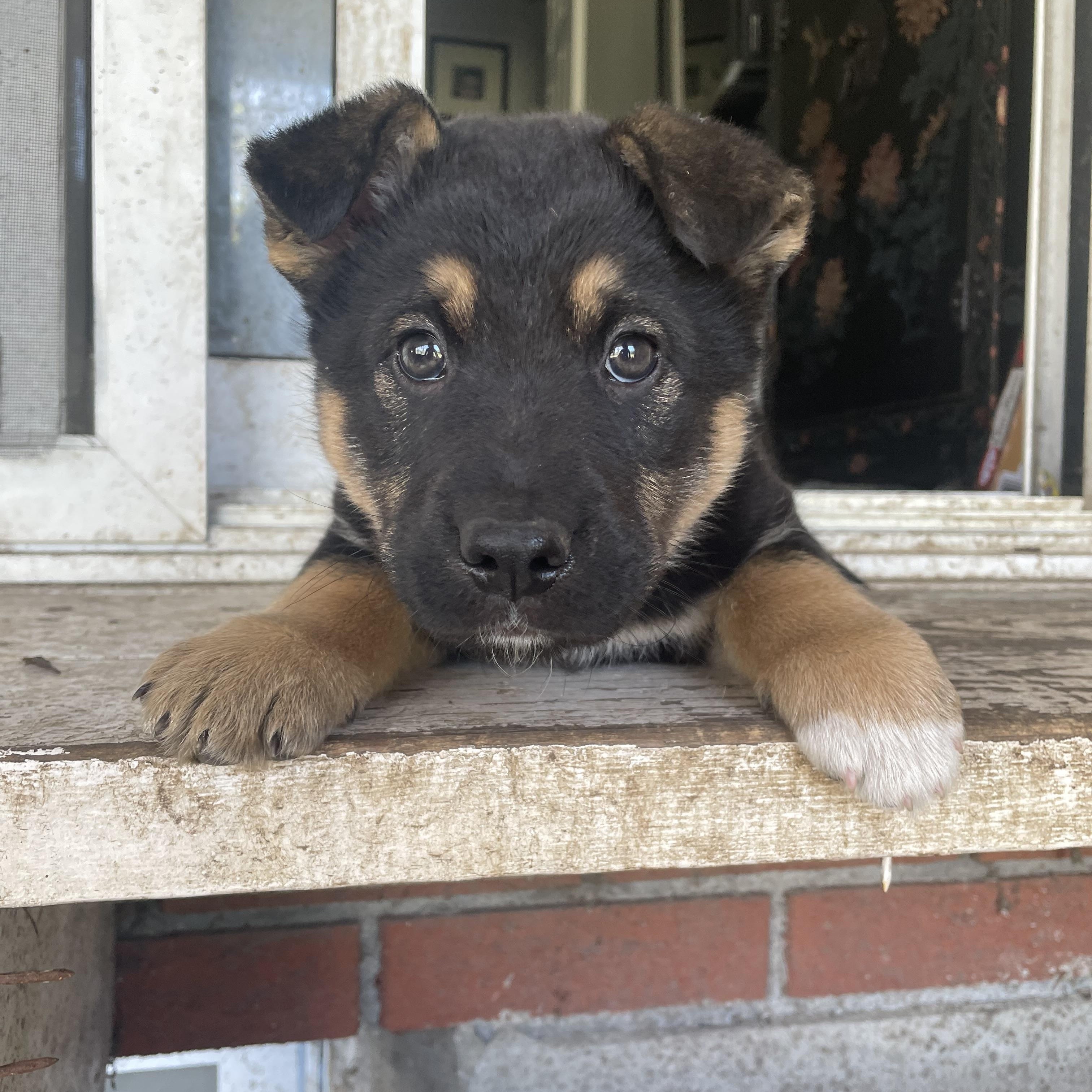 Enlarge Mac, a Adoptable mixed breed in Brantford, ON image 2/6
