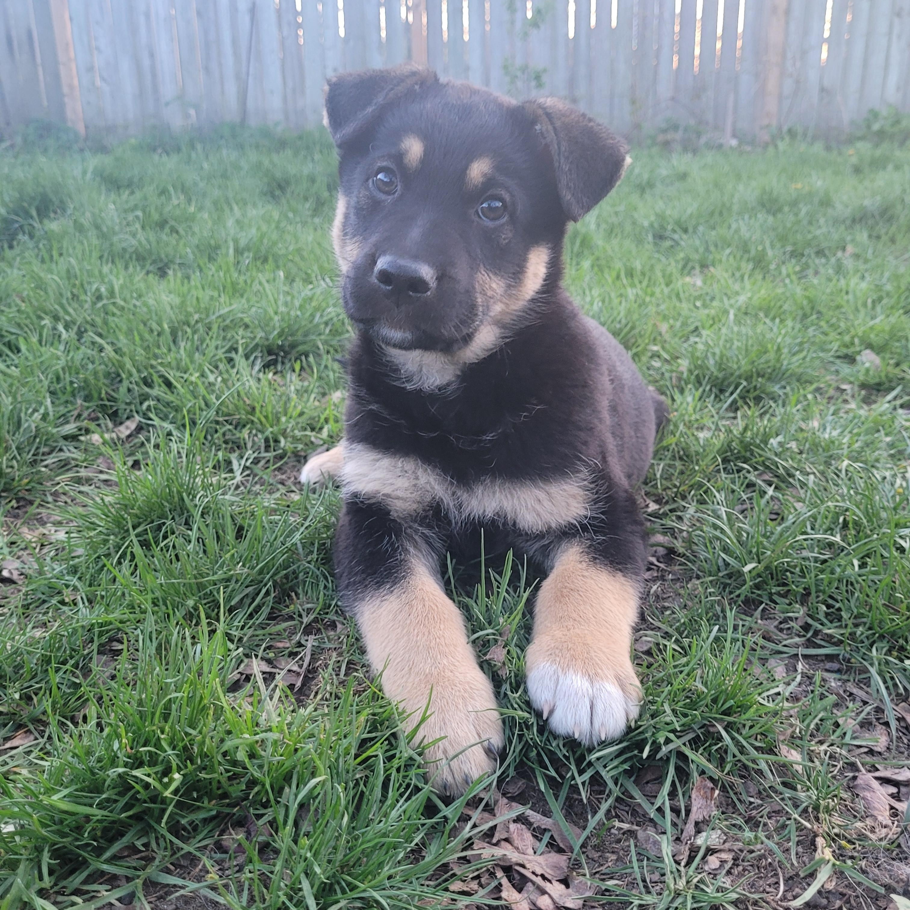 Enlarge Mac, a Adoptable mixed breed in Brantford, ON image 5/6